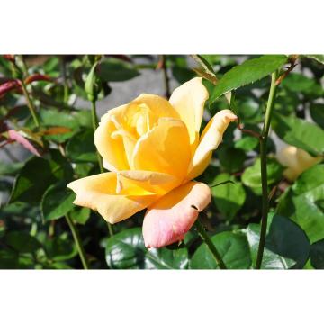 Trandafir urcator Sutter Gold de la Plantland SRL