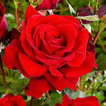 Trandafir hibrid Redberlin de la Plantland SRL