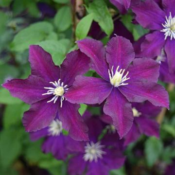 Clematis mov