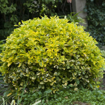 Arbusti Euonymus Japonicus Aureo-marginata, in ghiveci