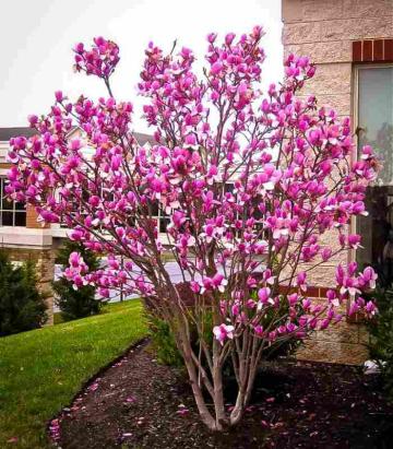 arbust magnolie