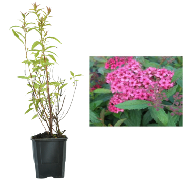 Cununita roz (japonica Anthony Waterer) de 20-30cm de la Plantland SRL