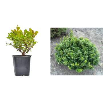 Arbust Dracila/Berberis thunbergii Kobold la ghiveci P9 de la Plantland SRL