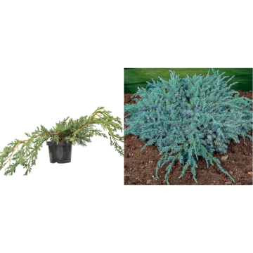 Arbust Ienupar tarator Blue Carpet la ghiveci C2-C3 de la Plantland SRL