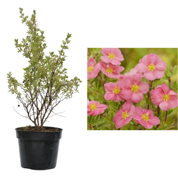 Arbust Potentilla fruticosa roz Lovely Pink la ghiveci C2-C3