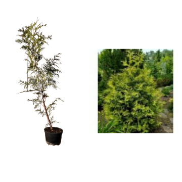 Arbore ornamental Tuia plicata Zebrina la ghiveci C2-C3 de la Plantland SRL