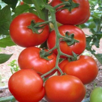 Seminte tomate Buzau 1600- 2g x 10 buc, Mefim Agro