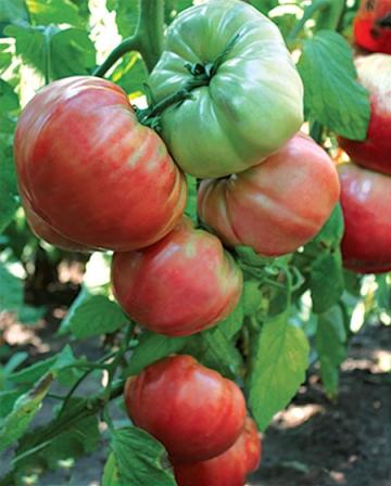 Seminte de tomate Cherven Gradinski, 5 gr, Florian