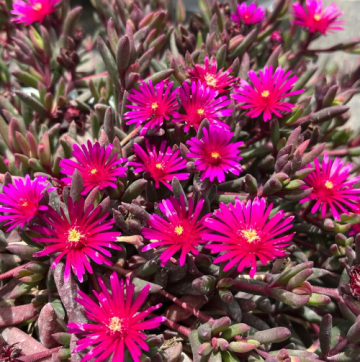 Planta Delosperma Purple Desert Dancer in ghiveci