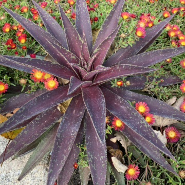 Planta Mangave Blazing Saddles in ghiveci de 17 cm de la Florapris Family S.r.l.