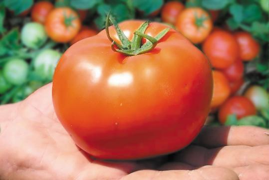 Seminte de tomate Bobcat F1 (1000 seminte) de la Lencoplant Business Group SRL