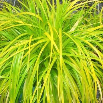 Iarba decorativa Carex Oschimensis Everillo la ghiveci de la Florapris Family S.r.l.