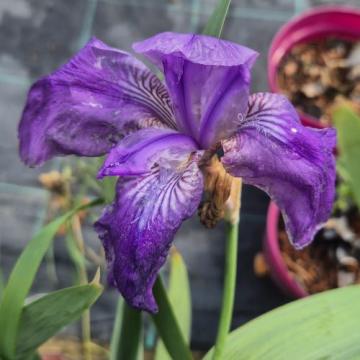 Iris germanica Glory la ghiveci de la Florapris Family S.r.l.