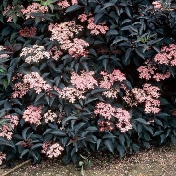 Arbust ghiveci Sambucus Nigra Black Beauty (Soc ornamental)