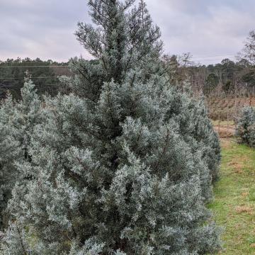 Arbore Chiparos Boulevard de 20-30cm la ghiveci mare de la Plante Si Flori Srl