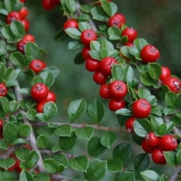 Arbust tarator Cotoneaster de 20-30cm la ghiveci 2L