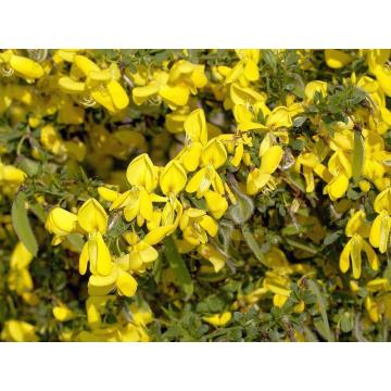 Arbust Cytisus Vanesse de 25-35cm