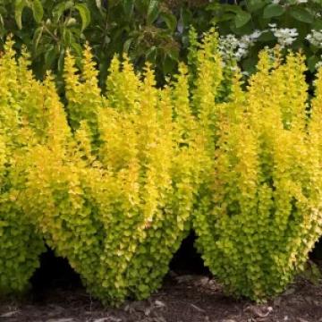 Arbore Dracila Berberis Goldalita de 45-55cm la ghiveci 3L de la Plante Si Flori Srl