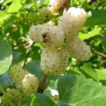 Pom fructifer Dud Morus Alba de 115-125cm la ghiveci 3l. de la Plante Si Flori Srl
