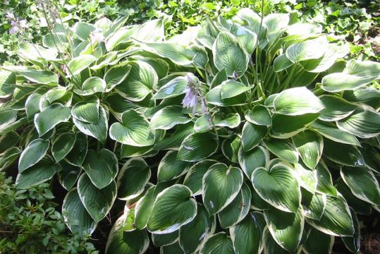 Planta Hosta Francee de 10-25cm la ghiveci de 2L de la Plante Si Flori Srl