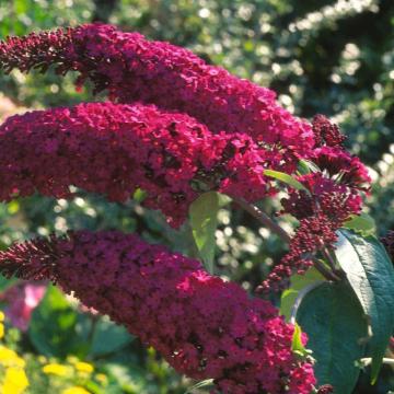 Liliac rosu Royal Red de 15-25cm la ghiveci de 2L de la Plante Si Flori Srl