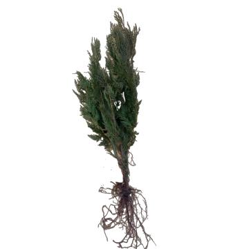 Tuia 80-90 cm