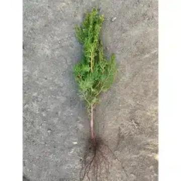 arbusti thuja