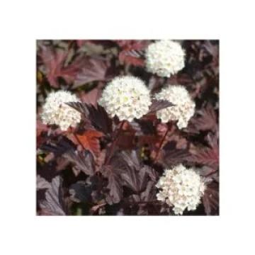 Planta perena Physocarpus Red Baron de 85-105cm ghiveci 3L de la Plante Si Flori Srl
