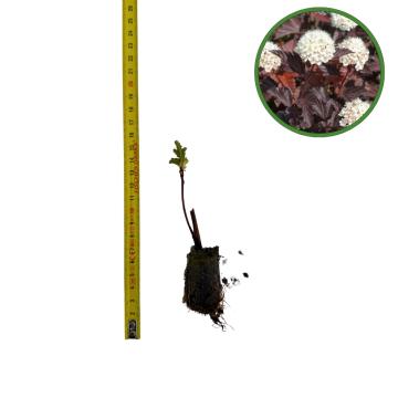 Puiet Physocarpus opulifolius Red Baron 10cm de la Plante Si Flori Srl