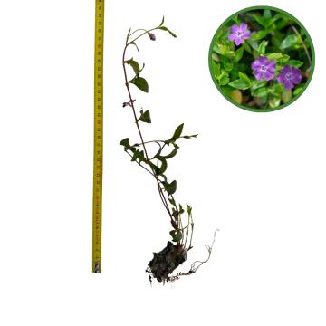 Puiet Vinca Minor 10cm de la Plante Si Flori Srl