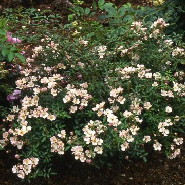 Trandafir tarator roz Rosa Nozomi de 30-45cm