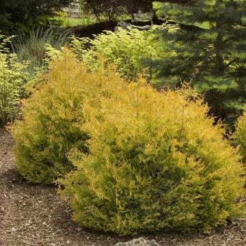 Tuia Rheingold de 30-35cm la ghiveci de 3L
