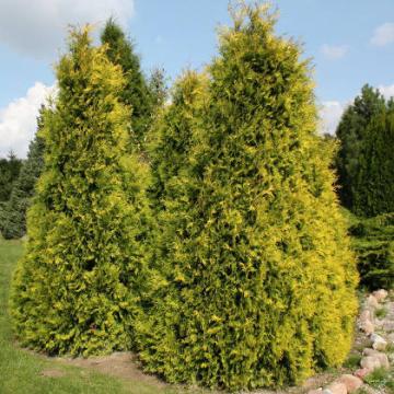 Conifer Tuia Sunkist de 25-35cm la ghiveci P9
