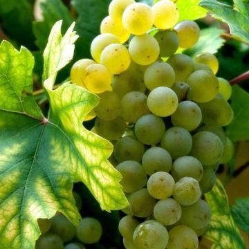 Vita de vie Aurora 10-15cm la ghiveci 0.7L de la Plante Si Flori Srl