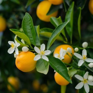 Parfum lumanari Orange Blossom and Patchouli